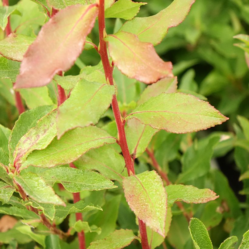 Azoren-Heidelbeere Goutte Bleuef 'Blautropf' - Vaccinium cylindraceum (Laub)