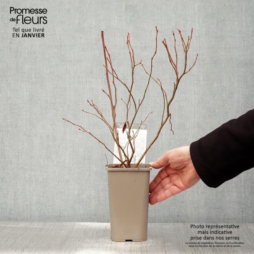 Exemplar von Myrtillier Hortblue Poppins - Pot de 1,5L/2L wie im Winter geliefert