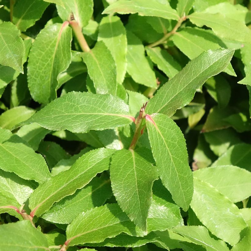 Amerikanische Blaubeere Lucky Berry - Vaccinium corymbosum (Laub)