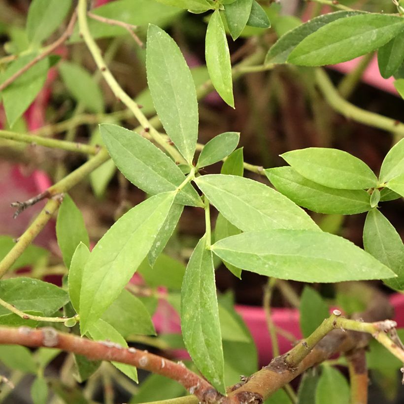 Amerikanische Blaubeere Pink Berry - Vaccinium corymbosum x ashei (Laub)