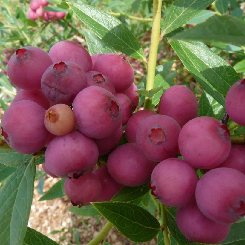 Heidelbeere Pink Lemonade - Vaccinium (Ernte)