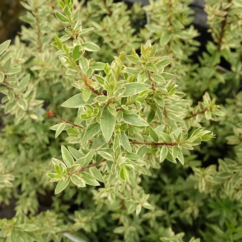 Myrtus communis Variegata (Laub)