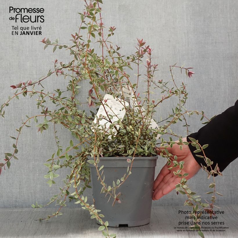 Exemplar von Myrtus ugni Flambeau - Myrte ugni Pot de 3L/4L wie im Winter geliefert