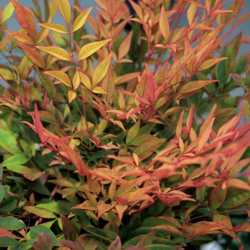 Nandina domestica Gulf Stream - Himmelsbambus (Laub)