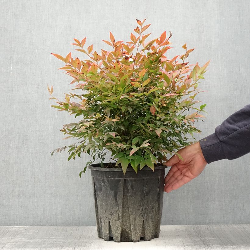 Exemplar von Nandina domestica Gulf Stream - Himmelsbambus Topf mit 7,5L/10LGelieferte Höhe ca. 50/60cm wie im Sommer geliefert