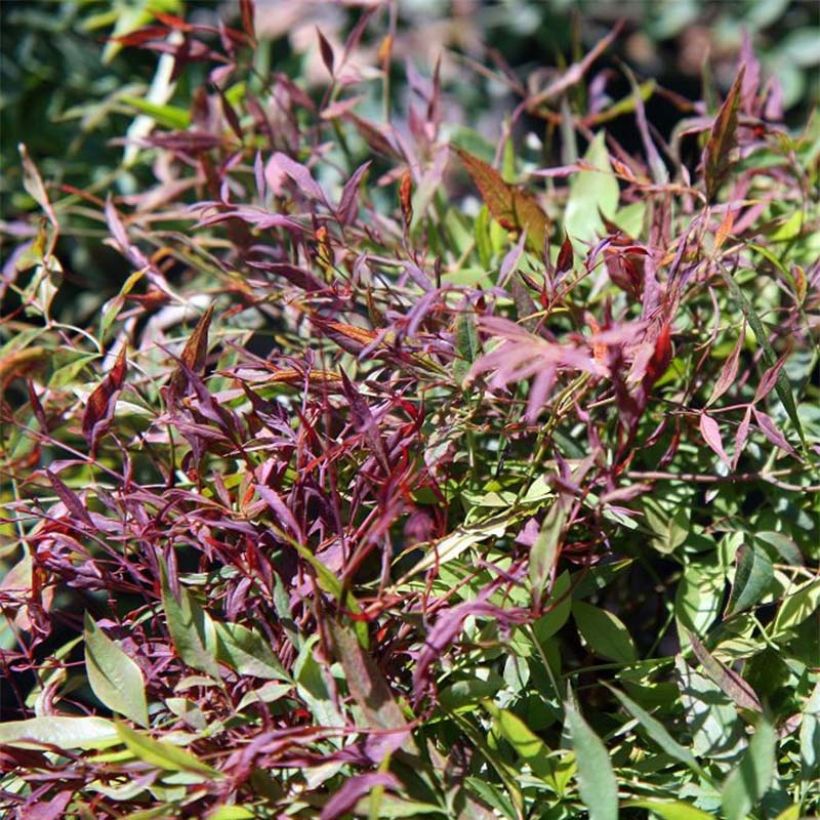 Nandina domestica Sienna Sunrise - Himmelsbambus (Laub)