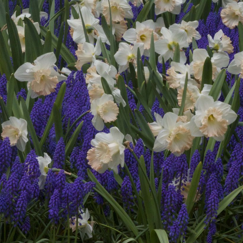 Narcissus British Gamble (Blüte)