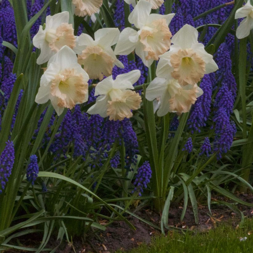 Narcissus British Gamble (Hafen)