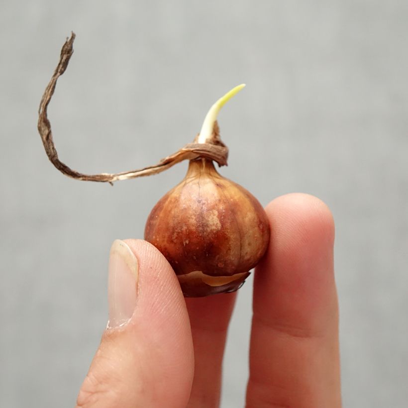 Exemplar von Narcisse bulbocodium Cantabricus (White) Bulbe wie im Herbst geliefert