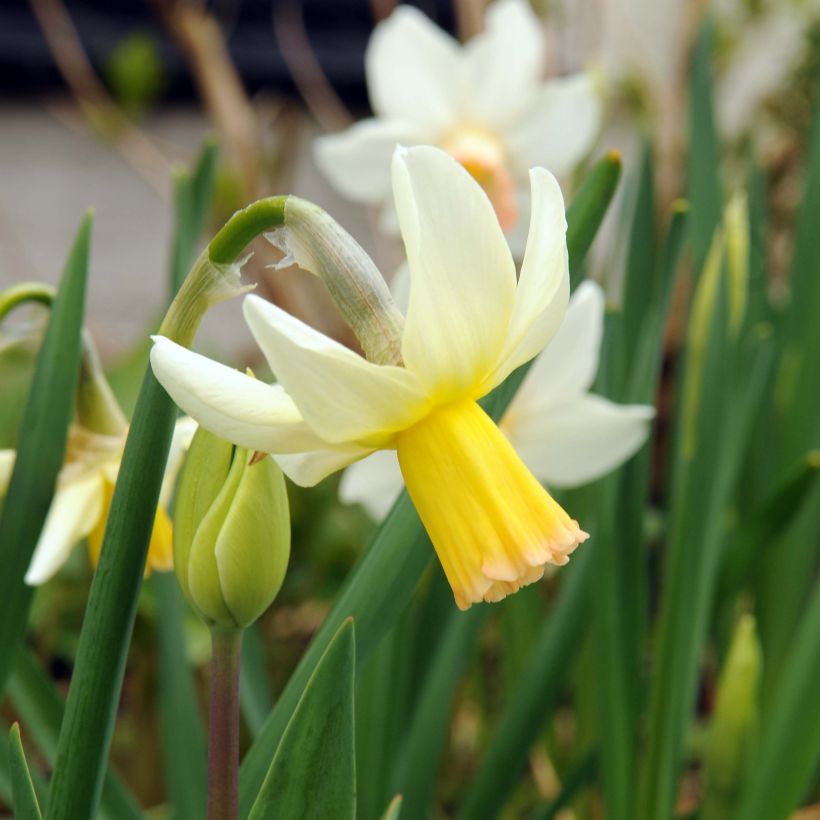 Narcissus Cotinga (Blüte)