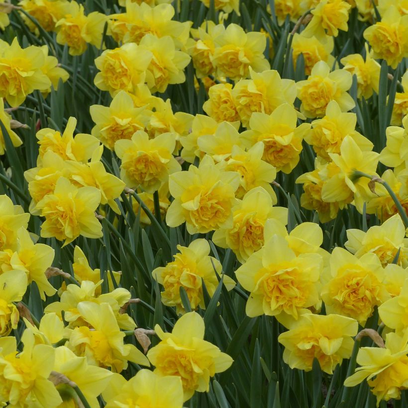 Narcissus Dick Wilden (Blüte)