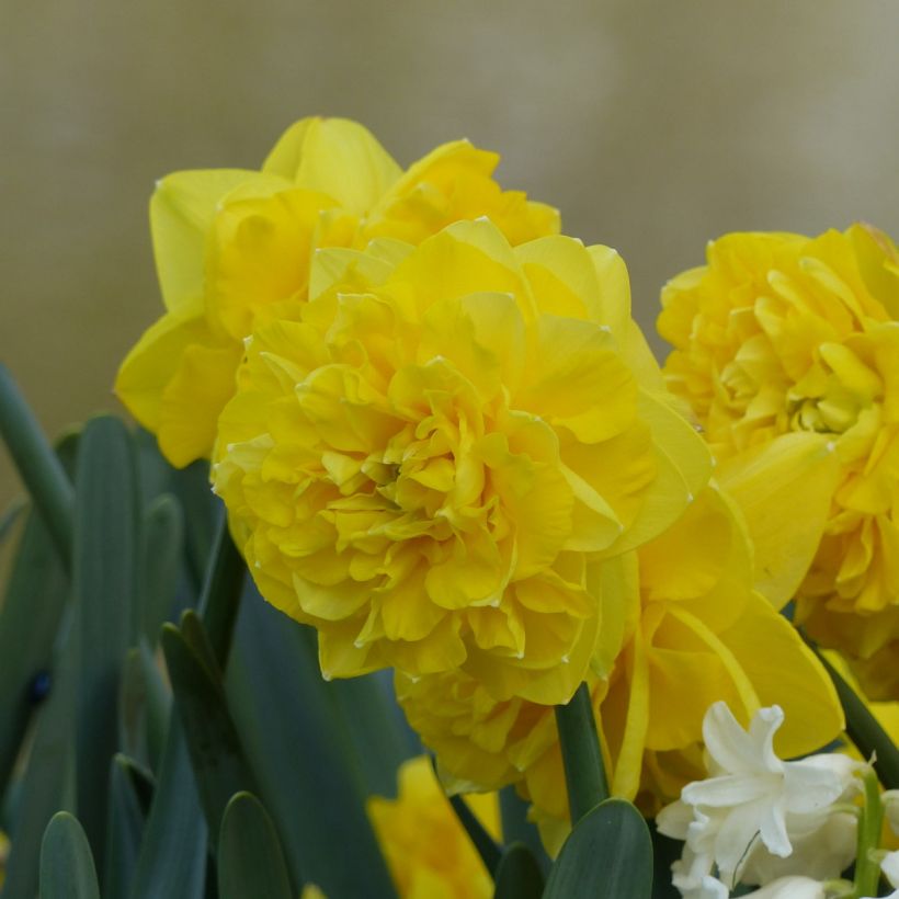 Narcissus Easter Tide (Blüte)