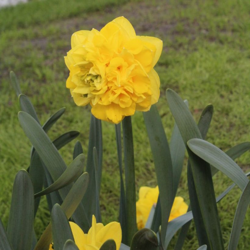 Narcissus Easter Tide (Hafen)