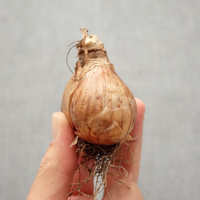 Exemplar von Narcissus Giant Split Zwiebel Kaliber/Größe I wie im Herbst geliefert