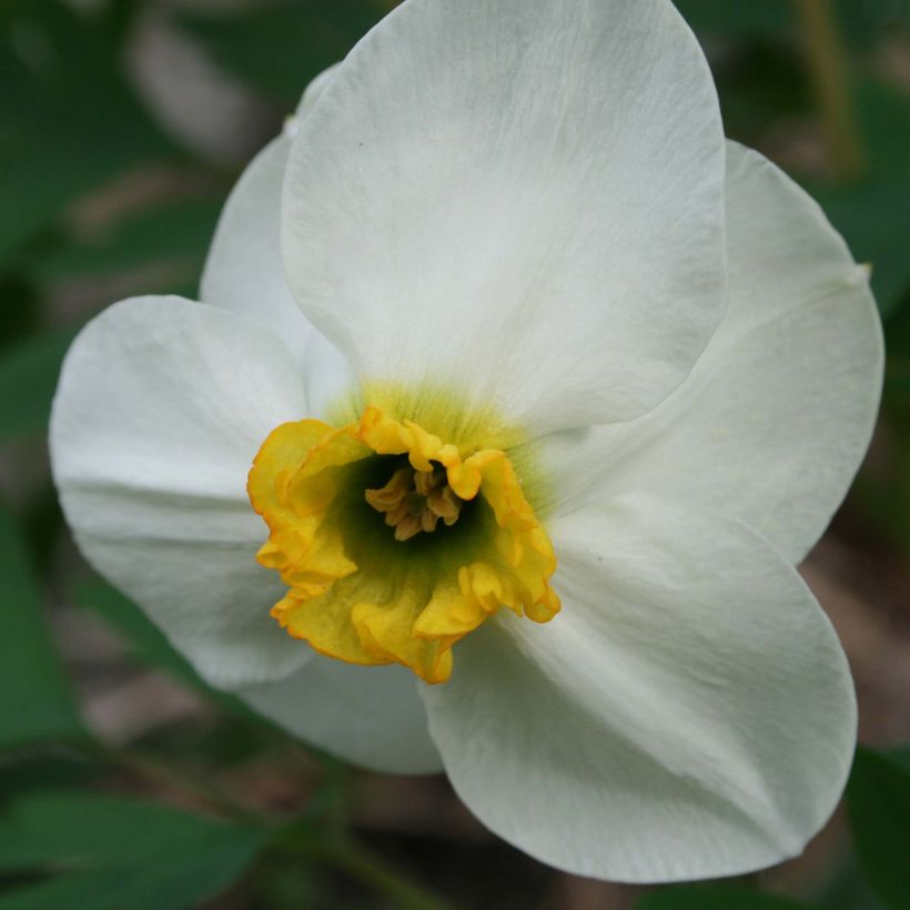 Narcissus Jamestown (Blüte)