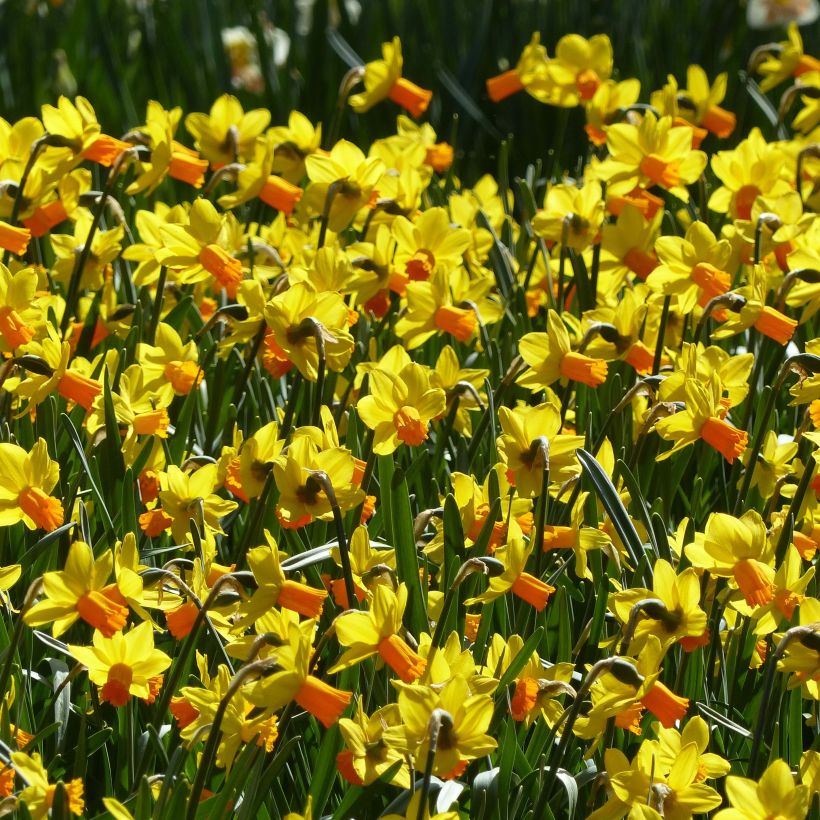 Narcissus Jet Fire (Blüte)