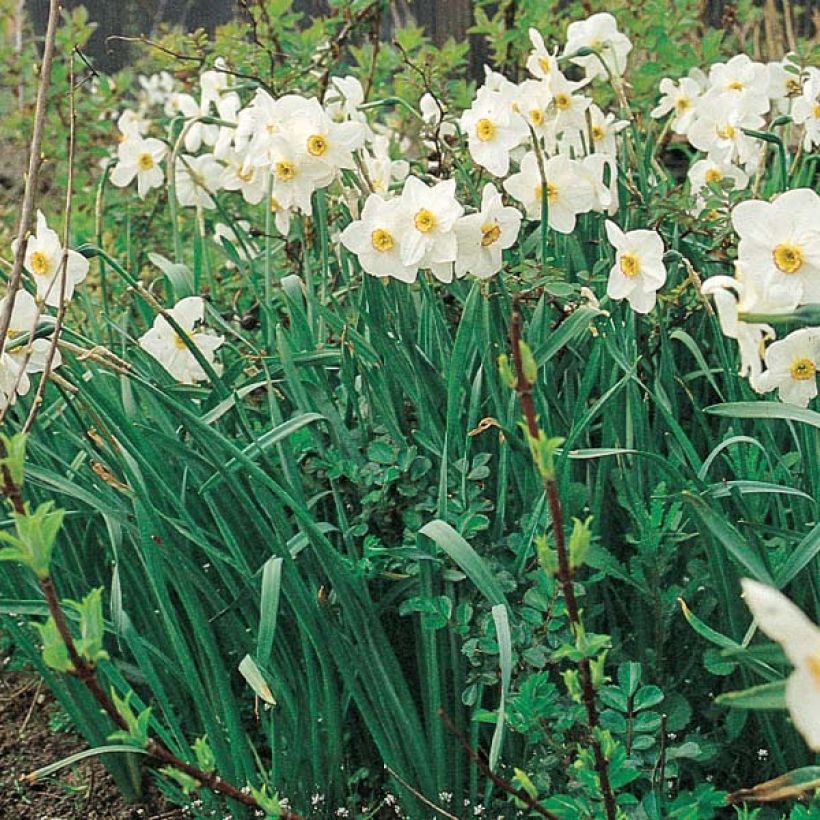 Narcissus poeticus Actaea (Hafen)