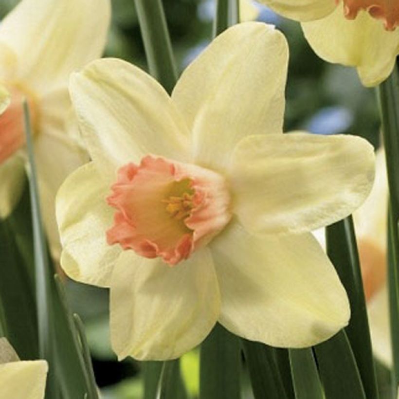 Narcissus cyclamineus Prototype (Blüte)