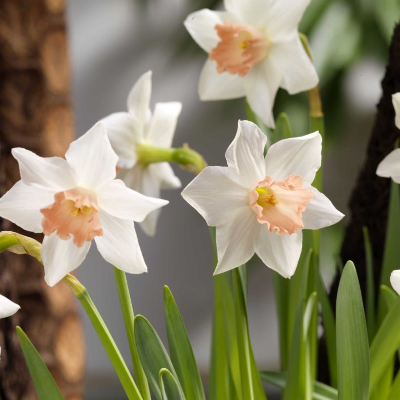 Narcissus cyclamineus Reggae (Blüte)