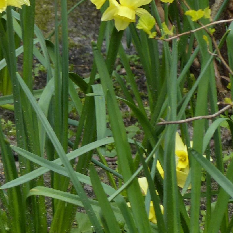 Narcissus Stint (Laub)