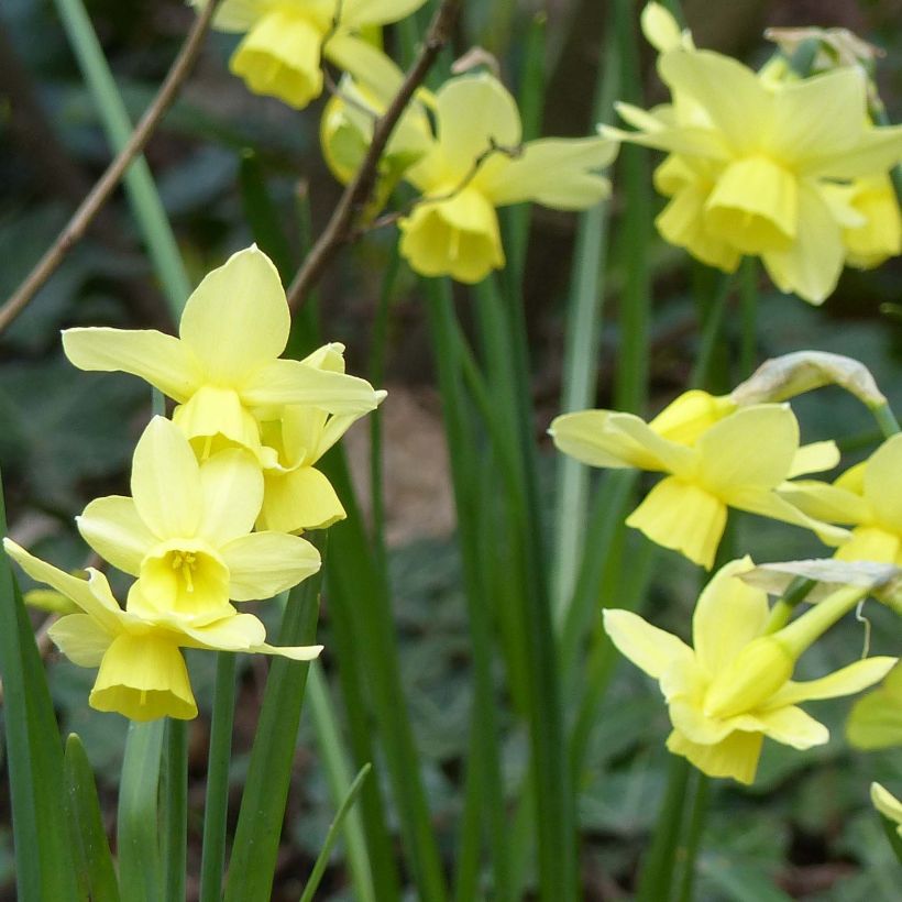 Narcissus Stint (Blüte)