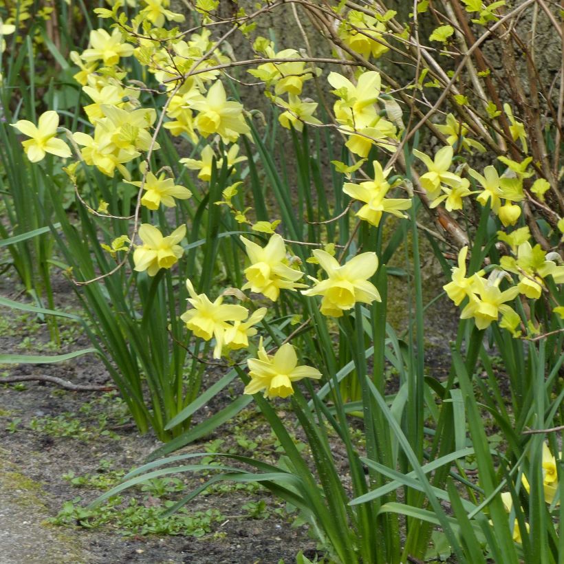 Narcissus Stint (Hafen)