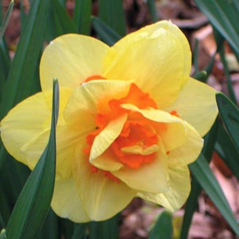 Narcissus Tahiti (Blüte)