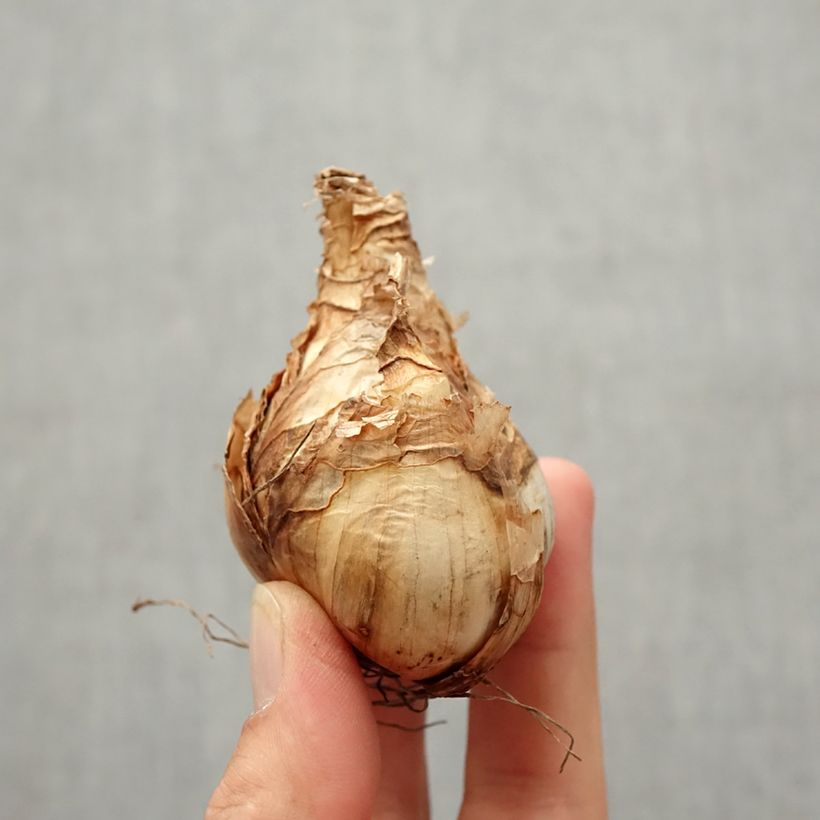 Exemplar von Narcisse tazetta Erlicheer Bulbe wie im Herbst geliefert