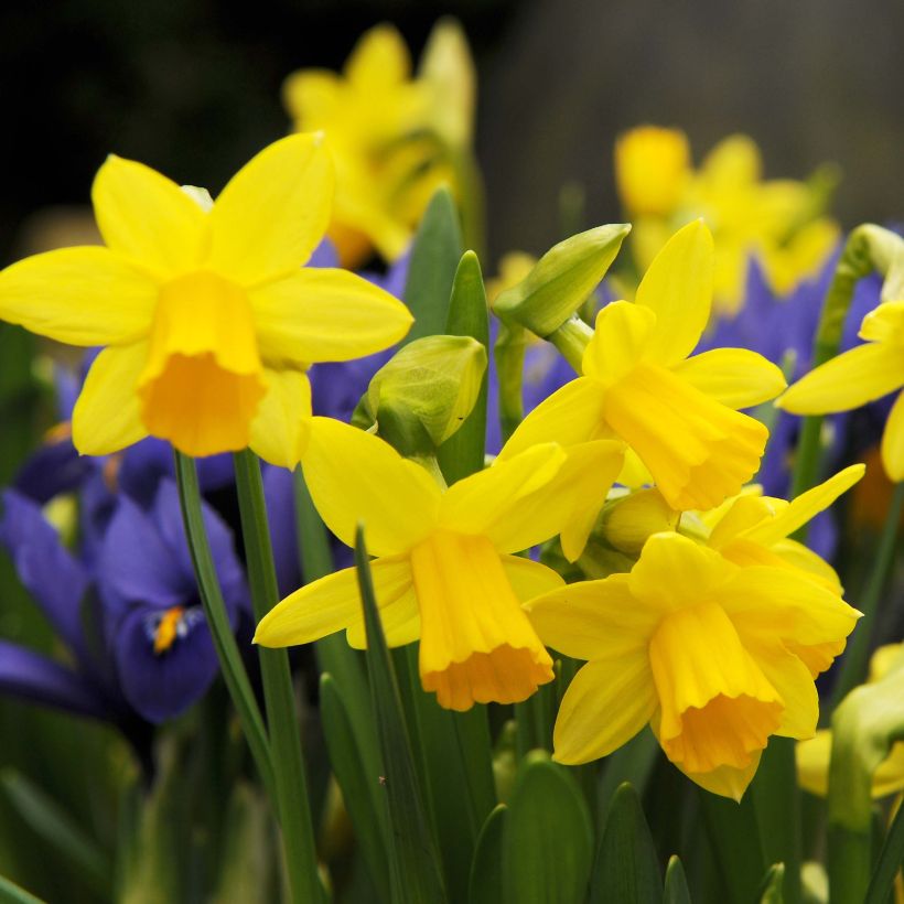 Narcissus cyclamineus Tête à Tête (Blüte)