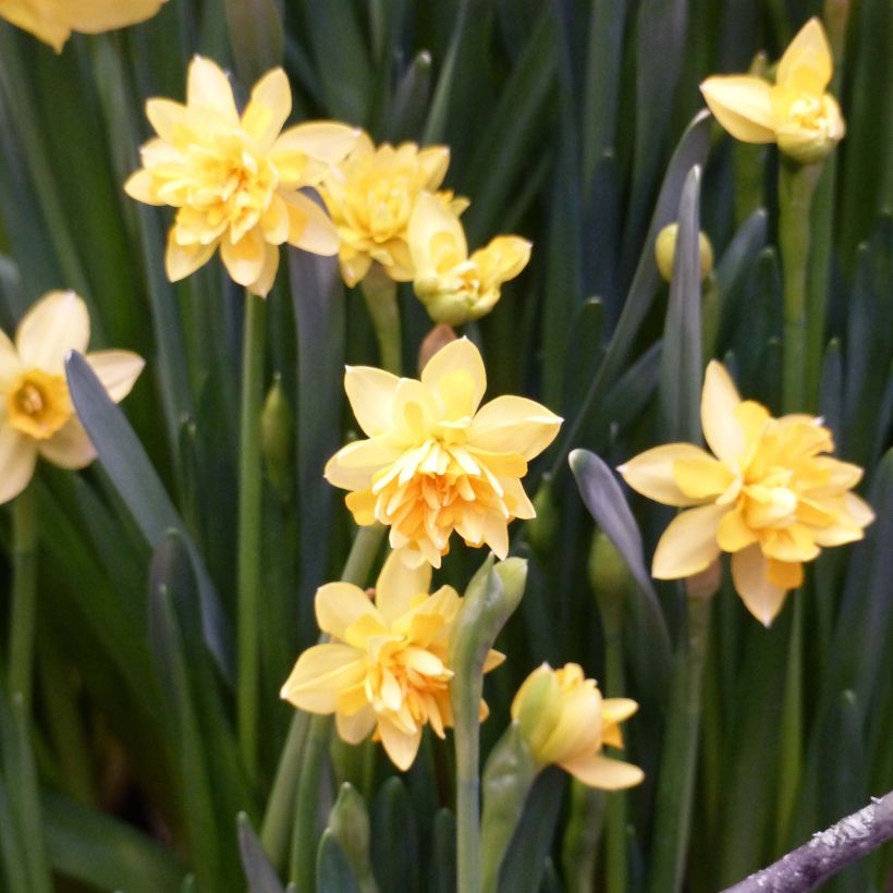 Narcissus cyclamineus Tête Bouclée (Blüte)