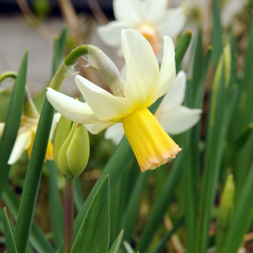 Narcissus cyclamineus Winter Walzer (Blüte)