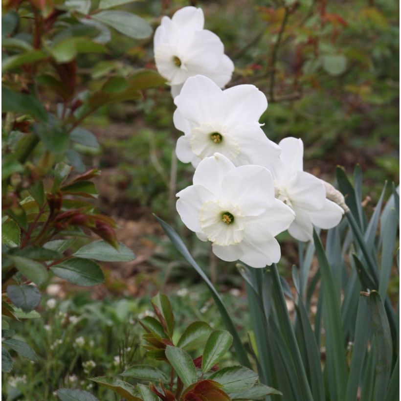 Narcissus Piper's End (Blüte)