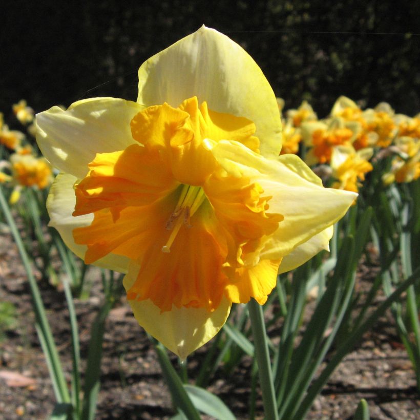 Narcissus Mondragon (Blüte)