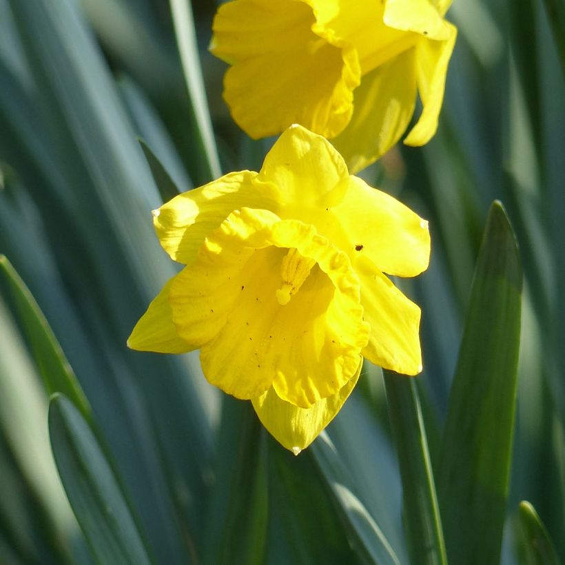 Narcissus pseudonarcissus Obvallaris (Blüte)