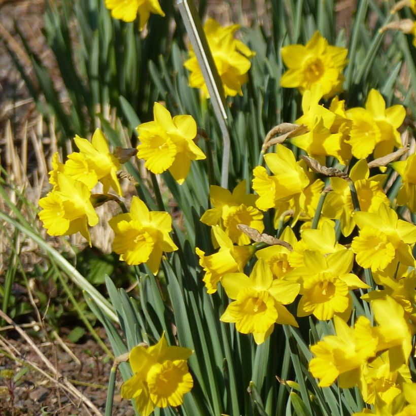 Narcissus pseudonarcissus Obvallaris (Hafen)