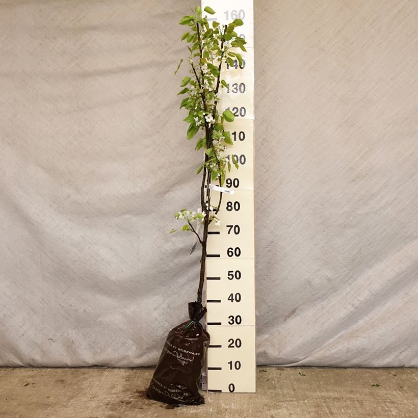 Exemplar von Nashi-Birne Hosui - Pyrus pyrifolia Plug "Fertig-zum-Pflanzen", Gobelet-FormGelieferte Höhe ca. 100+cm wie im Frühjahr geliefert