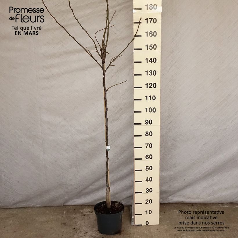 Exemplar von Nashi-Birne - Pyrus pyrifolia Topf mit 7,5L/10L, Halbstamm wie im Frühjahr geliefert