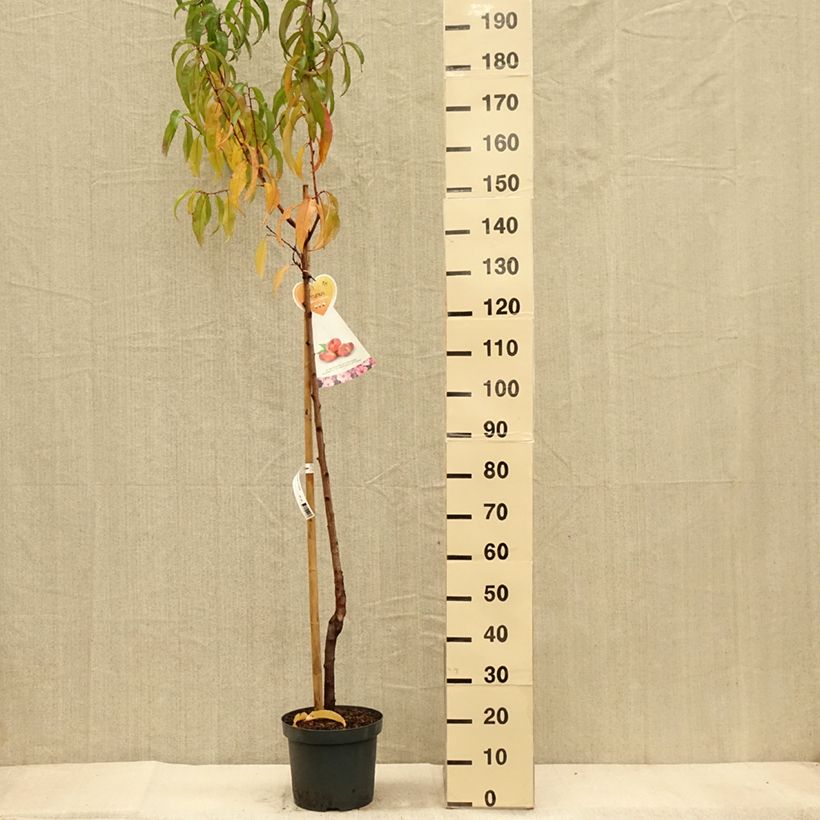 Exemplar von Nectarinier à fruits plats Flateryna - Prunus persica nucipersica Demi-Tige Pot de 7,5L/10L wie im Herbst geliefert