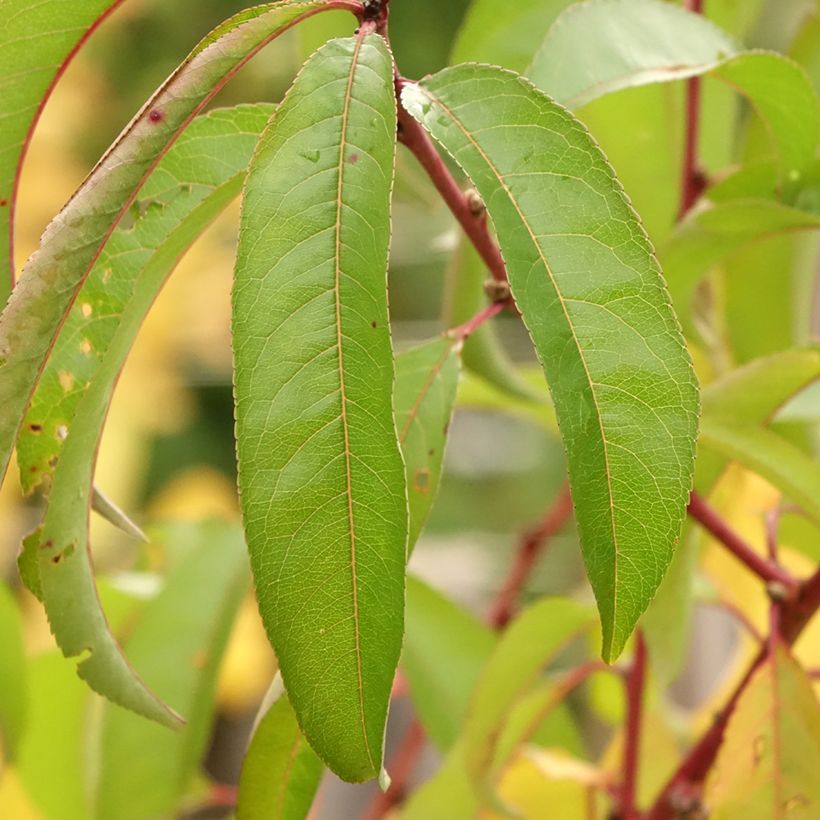 Nektarine Flateryna - Prunus persica-nucipersica (Laub)