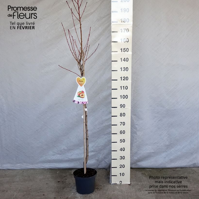 Exemplar von Nectarinier Flavor Top - Prunus persica nucipersica Demi-tige en pot de 7,5l/10l wie im Winter geliefert