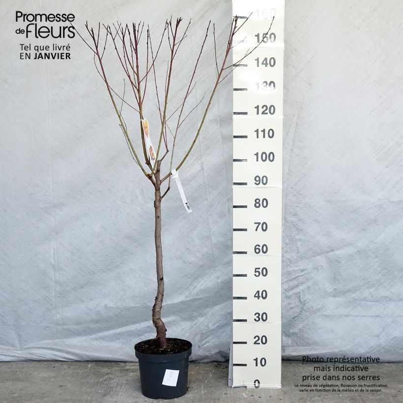 Exemplar von Nectarinier Flavor Top - Prunus persica nucipersica  en pot de 7.5L gobelet wie im Winter geliefert