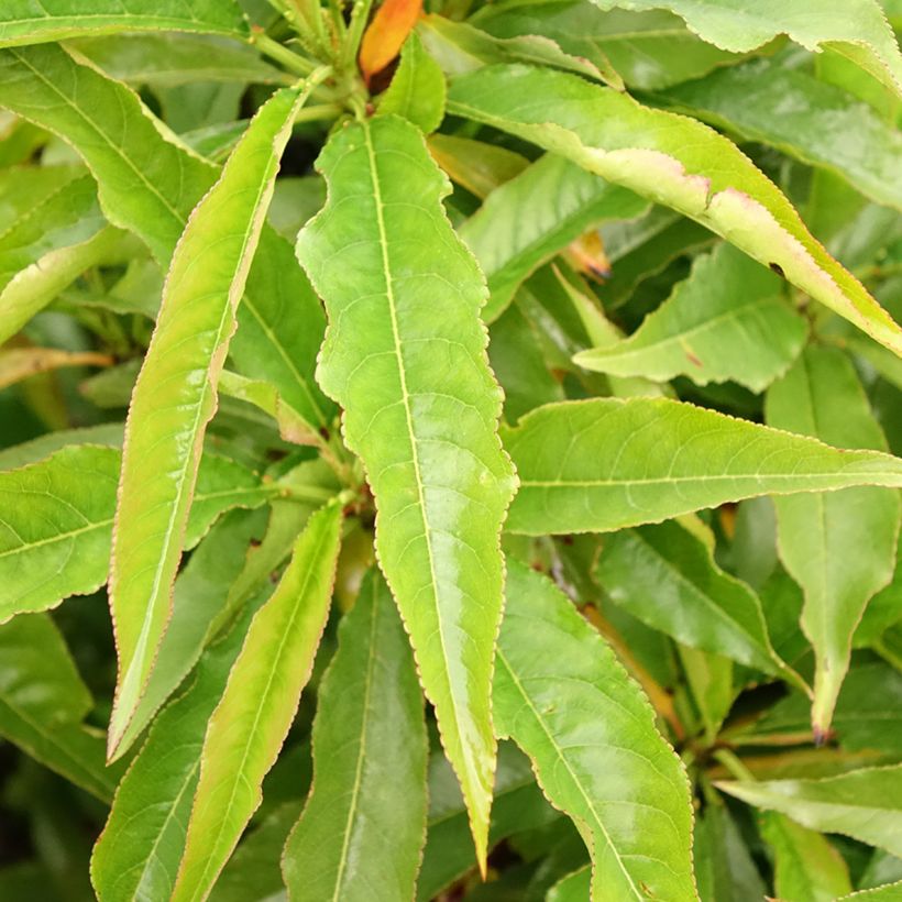 Nektarine Garden Beauty - Prunus persica (Laub)