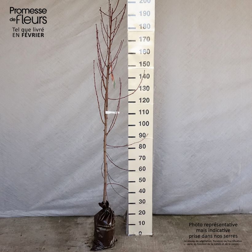 Exemplar von Nektarine Nectared 6 - Prunus persica nucipersica Plug "Fertig-zum-Pflanzen", HeisterGelieferte Höhe ca. 110/+cm wie im Winter geliefert