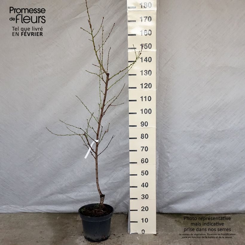 Exemplar von Nectarinier - Prunus persica nucipersica Nectarose Pot de 7,5L/10L wie im Winter geliefert