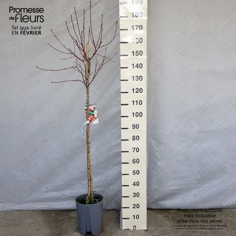 Exemplar von Nectarinier - Prunus persica nucipersica Plat Pot de 7,5L/10L wie im Winter geliefert