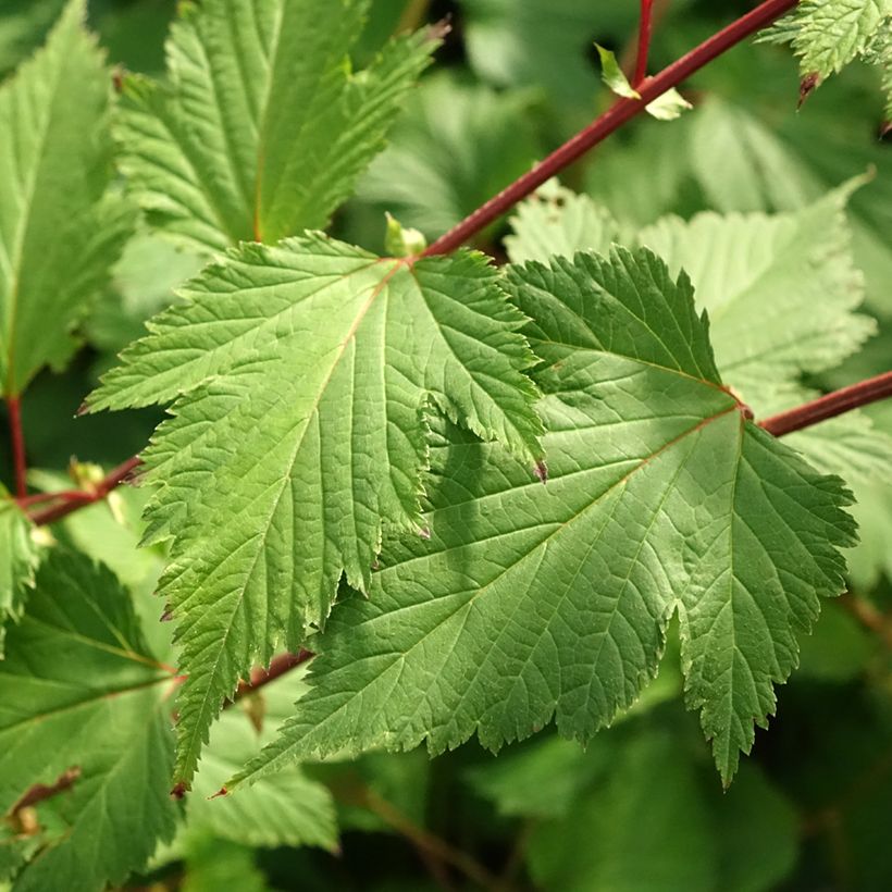 Neillia affinis - Traubenspiere (Laub)