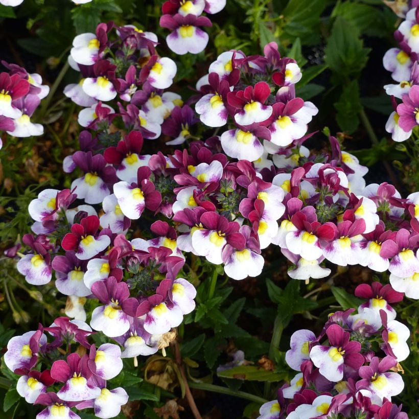 Nemesia Sunpeddle Painted Rose (Blüte)