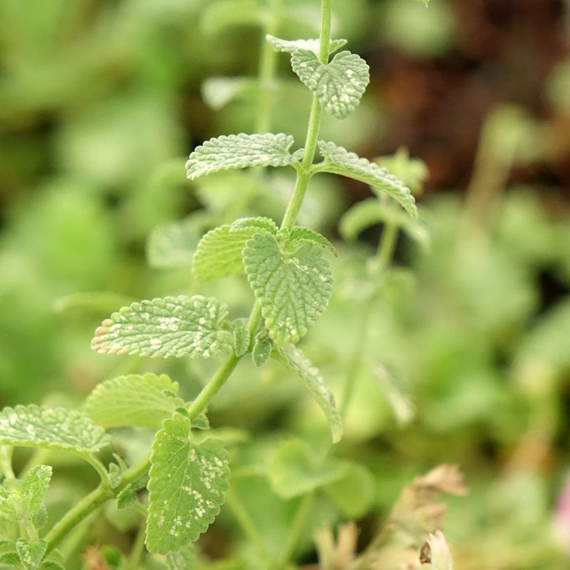 Katzenminze Cat's Pajamas - Nepeta faassenii (Laub)