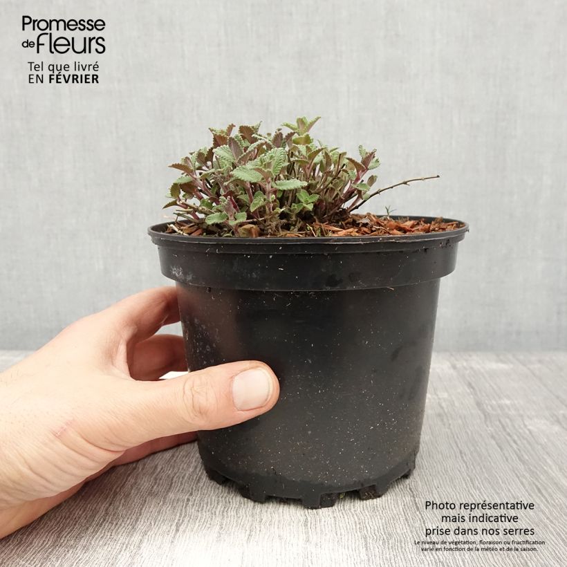 Exemplar von Nepeta faassenii - Népéta hybride Pot de 2L3L wie im Winter geliefert