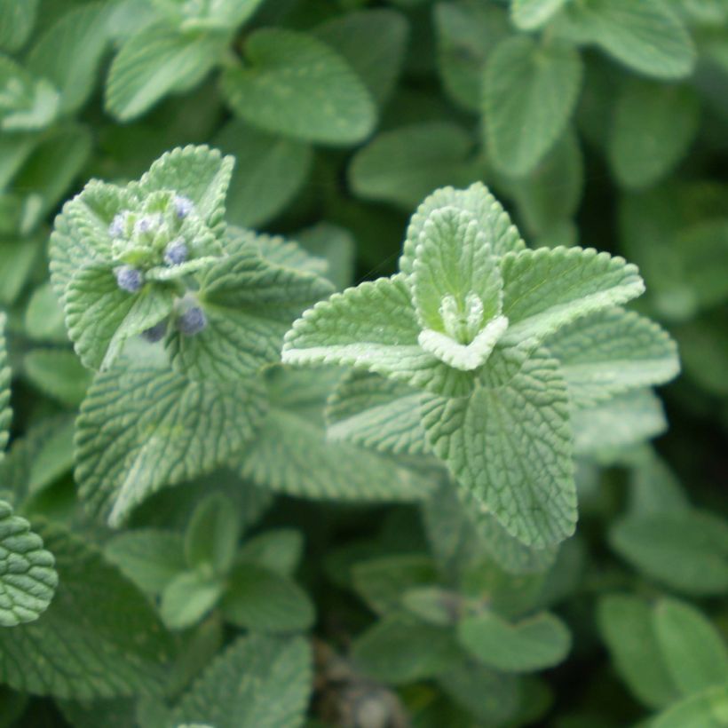 Katzenminze Six Hill s Giant - Nepeta faassenii (Laub)